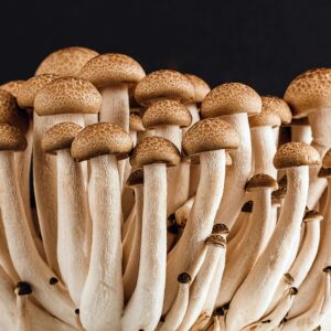 A cluster of fresh, organic mushrooms showcasing their natural texture against a dark background.